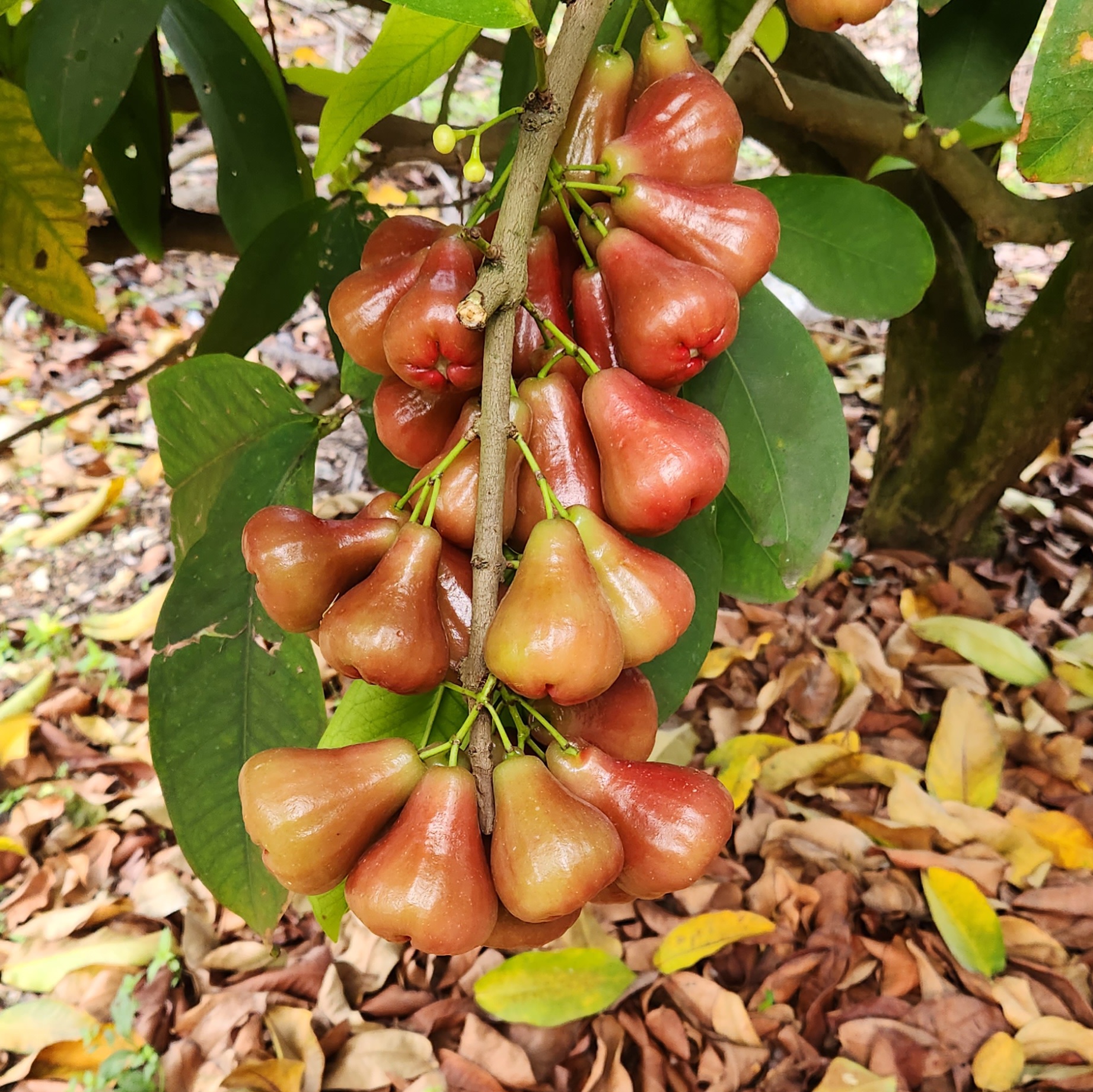 wax jambu pink